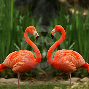 Flamingo